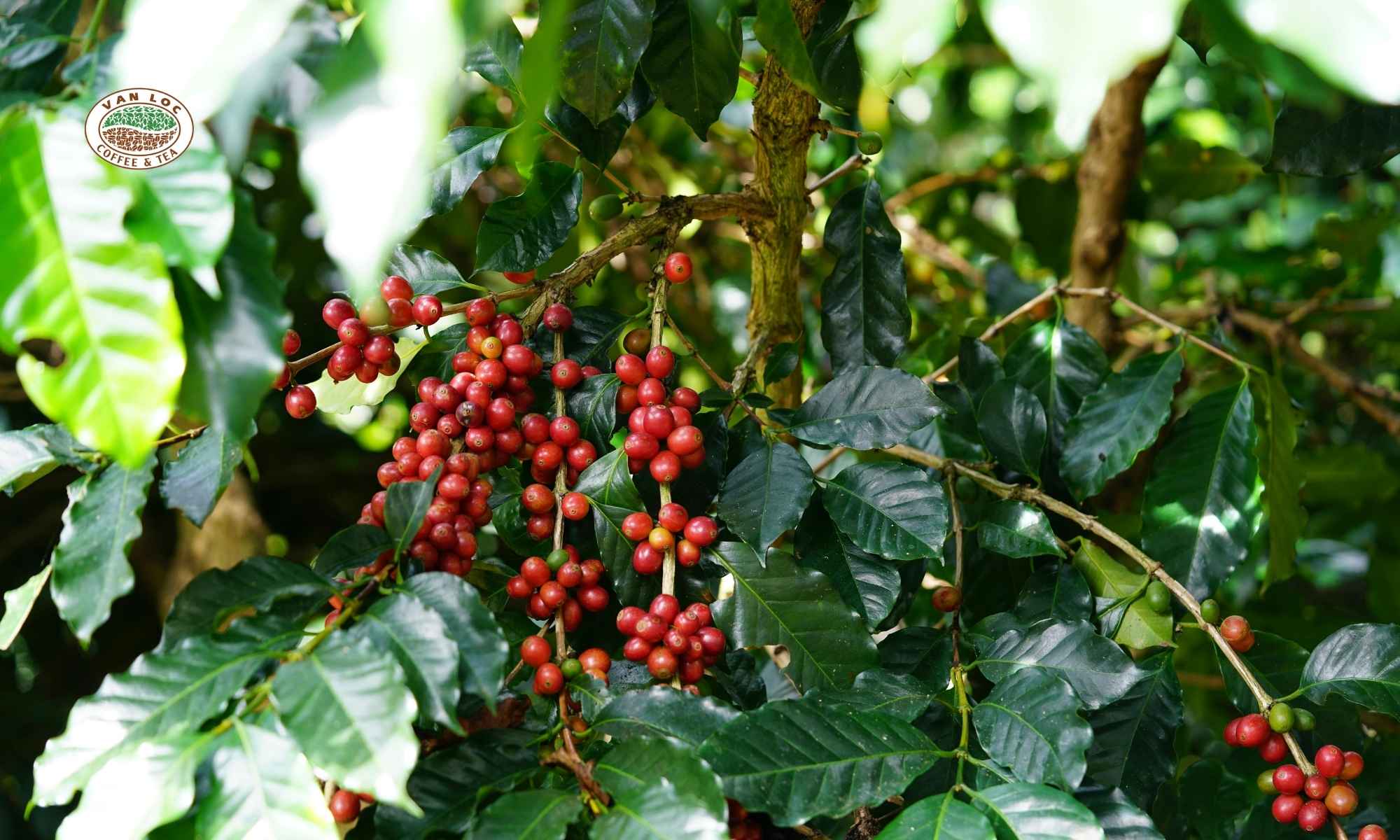 Nguồn gốc của hạt Cà Phê Arabica